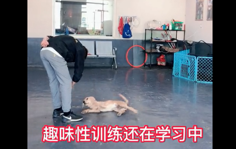 金毛犬乱大小便怎么办