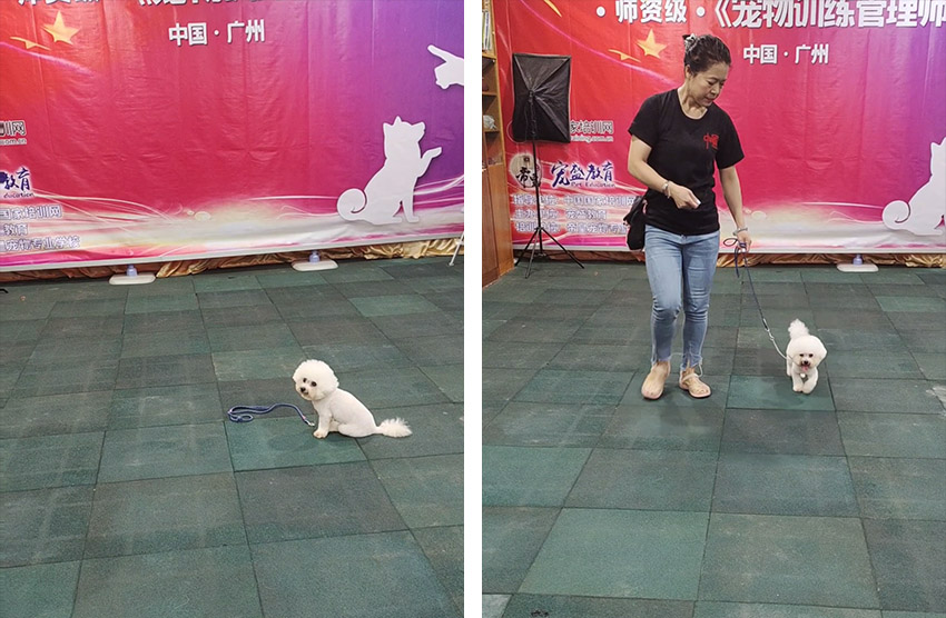 比熊犬乱拉大小便怎么办