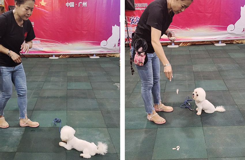 比熊犬乱拉怎么训练