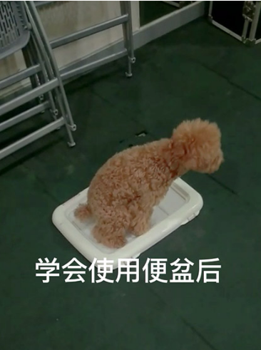 贵宾犬定点大小便、乱叫怎么训练？建议送到广州专业训犬学校！
