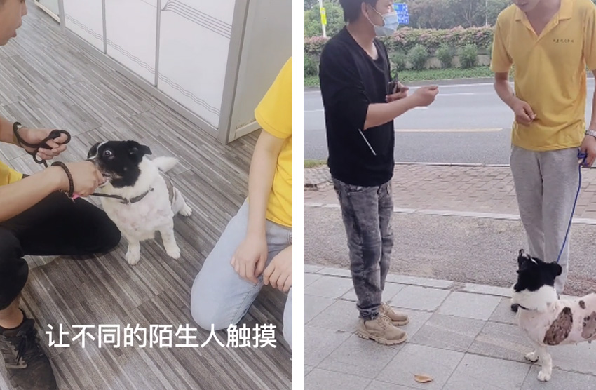 串串犬护食如何做狗狗训练？广州专业训犬基地45天纠正