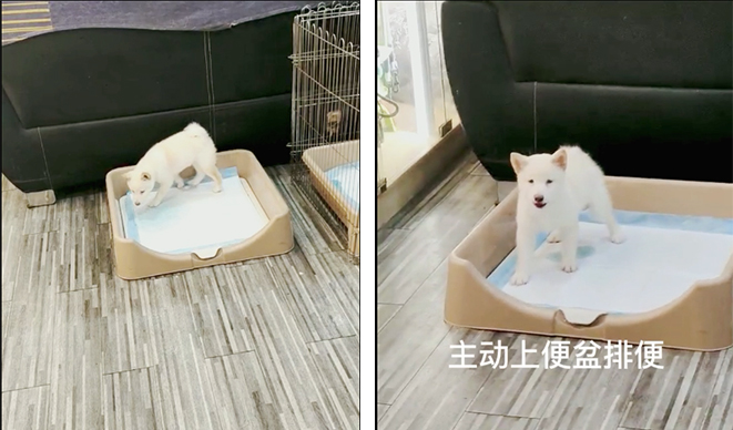 柴犬乱大小便怎么办