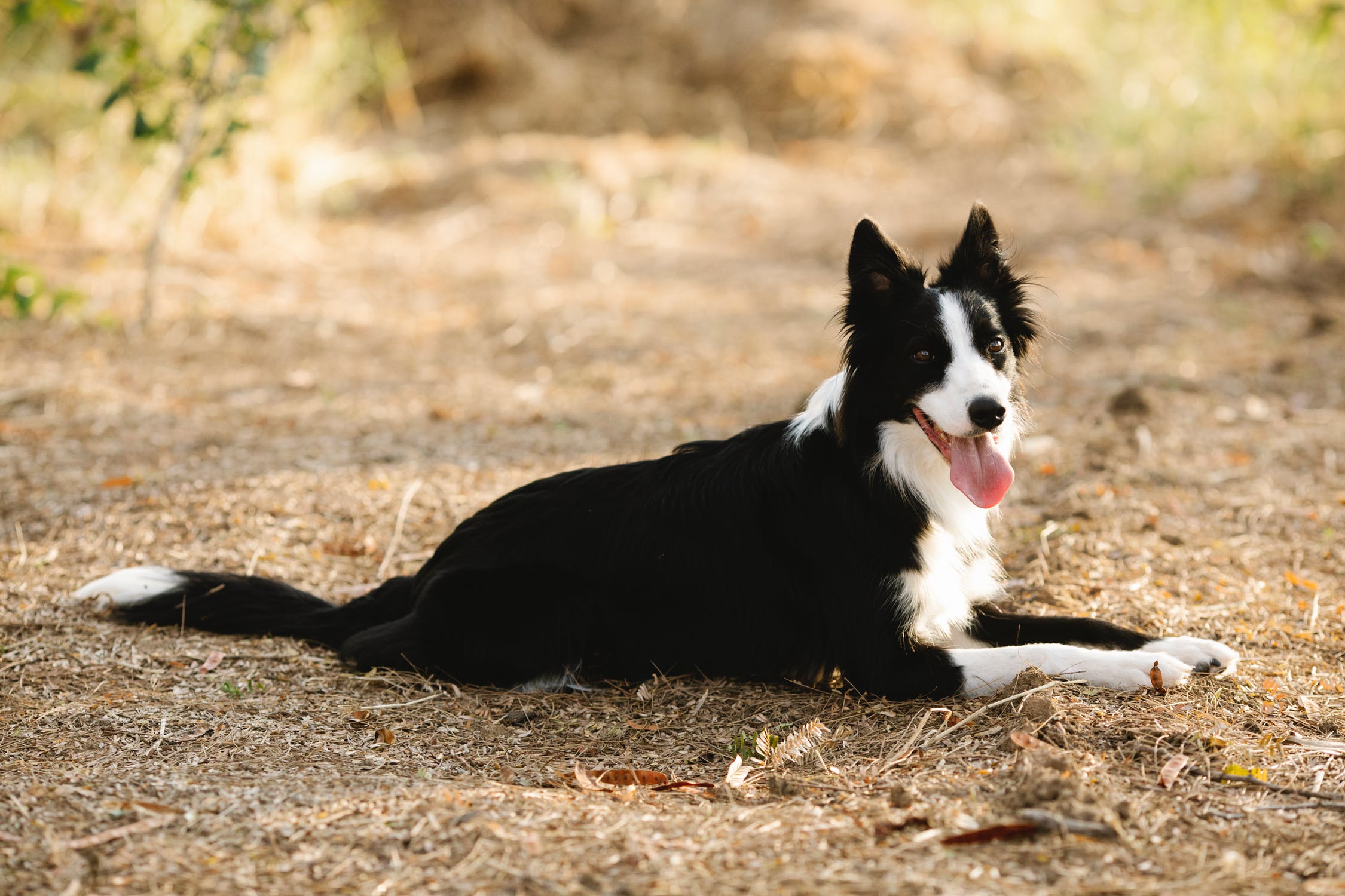 边牧犬在家乱大小便、出门爆冲，广州训犬基地45天纠正错误行为