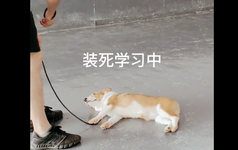 柯基犬喜欢扑人怎么办