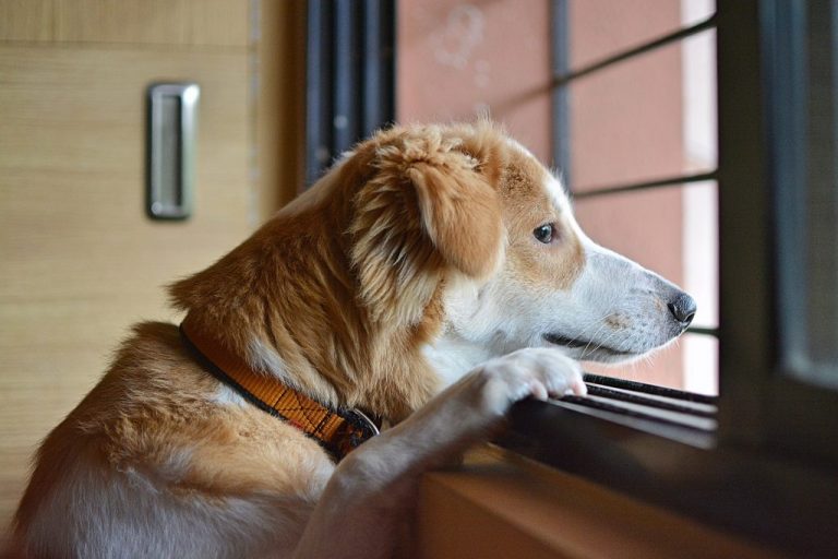 阿拉斯加犬通常会随地大小便