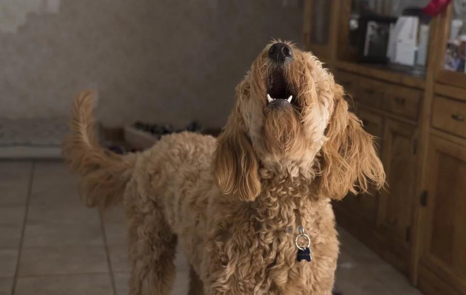 秋田犬常常随地大小便