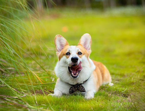 柴犬常常随意大小便