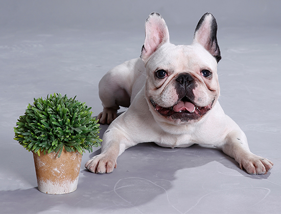 斗牛犬经常随地大小便