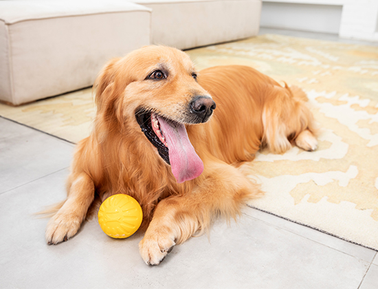 拉布拉多犬常常随意大小便