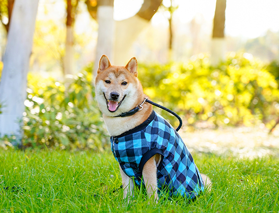 古代牧羊犬通常会乱大小便