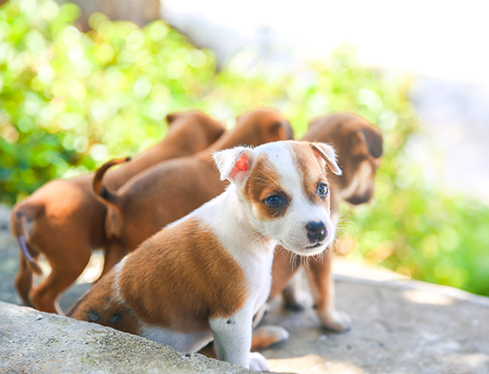 比熊犬喜欢随地大小便