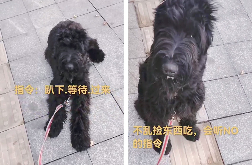 雪纳瑞犬乱大小便