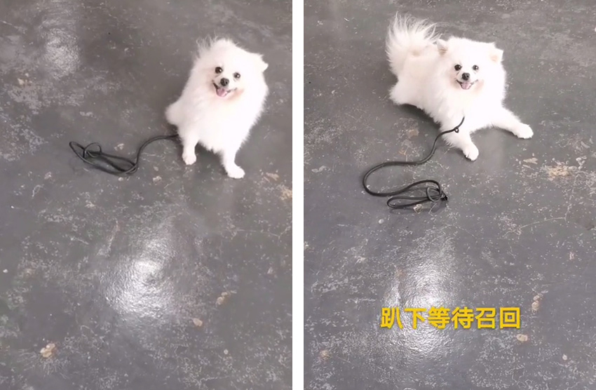 博美犬乱叫