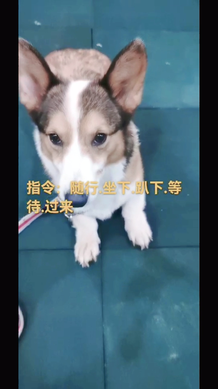 柯基犬护食纠正