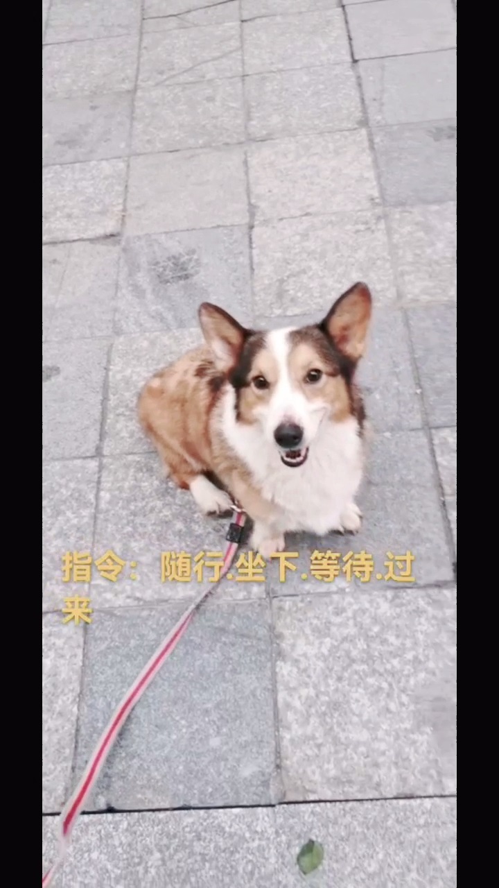 柯基犬护食