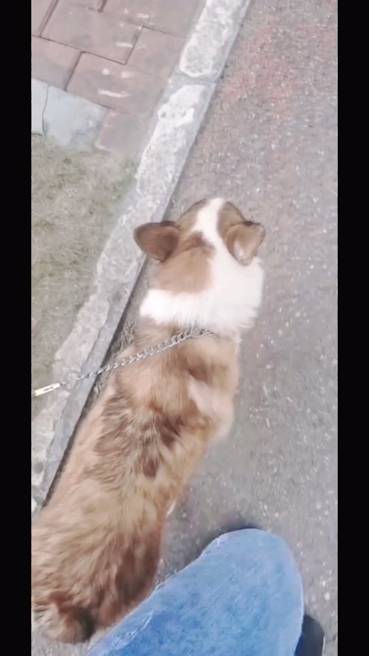 柯基犬护食如何训练