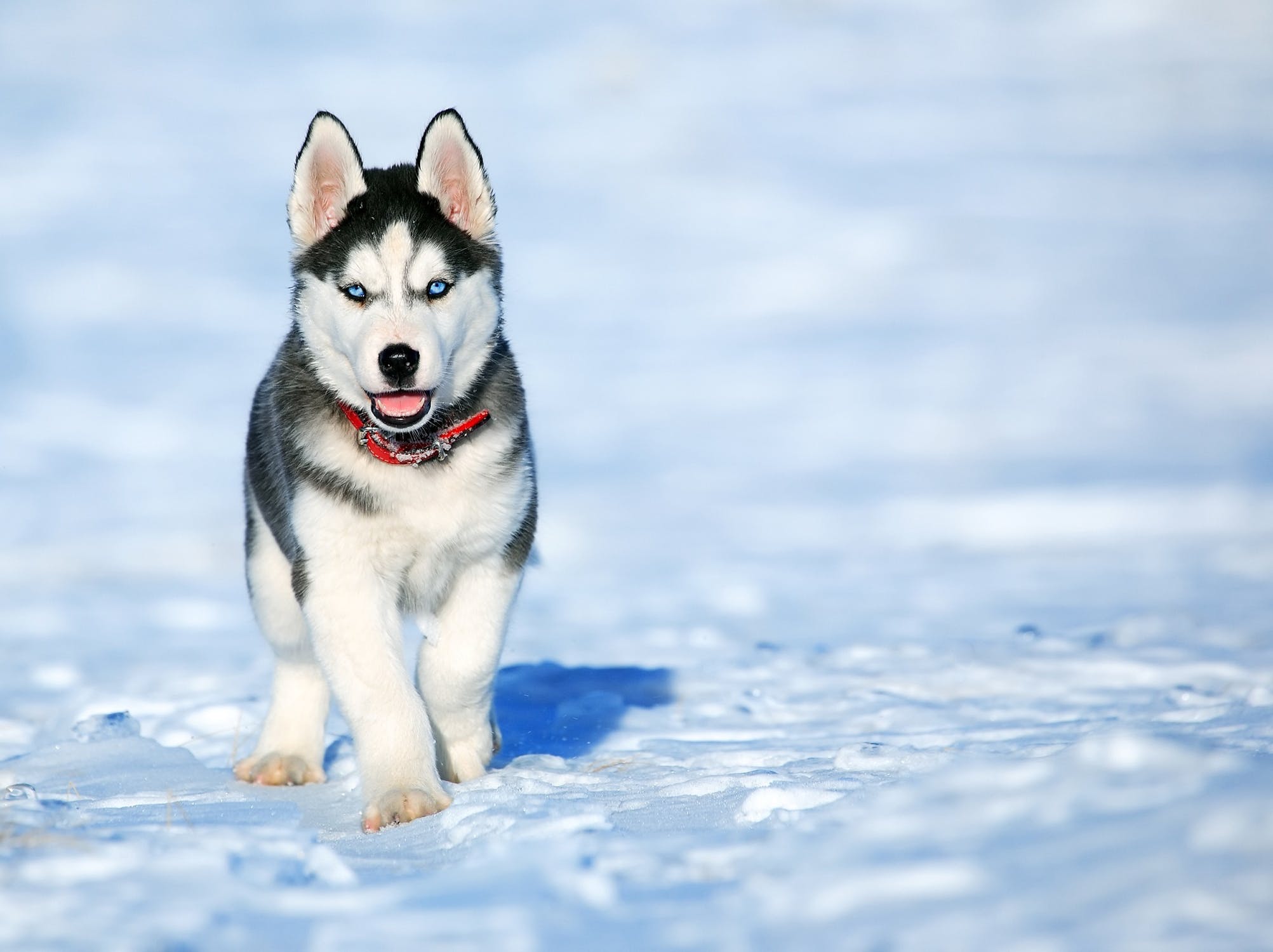 广州帝皇训犬中心，正规课程纠正哈士奇爱打架、护食等不好的习惯