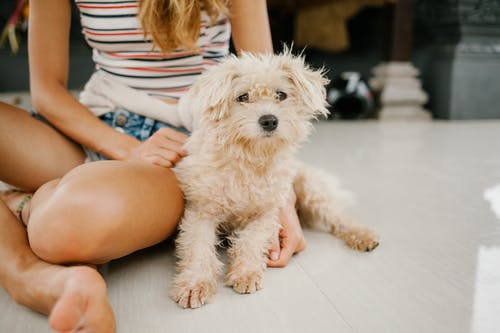 贵宾犬爱叫、胆小怎么办？广州专业训犬中心定制狗狗训练方案