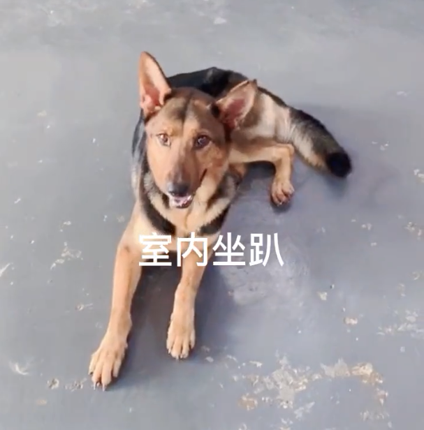 德牧咬人纠正训练