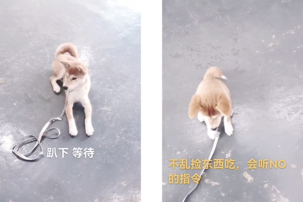 柴犬扑人乱拉矫正