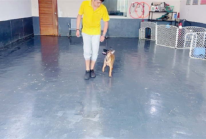 马犬随地大小便
