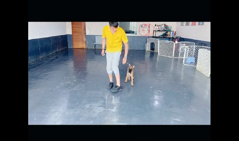 马犬狗狗怎么训练