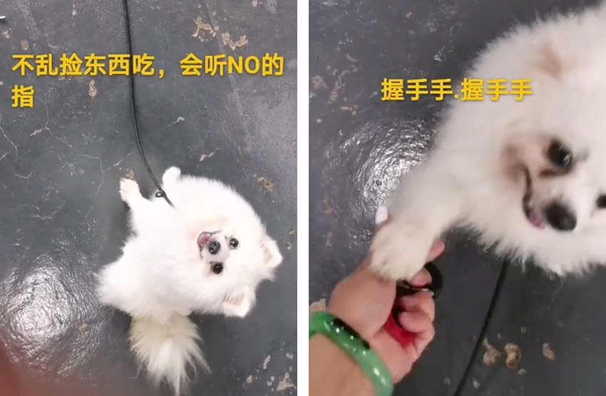 博美犬爱乱叫