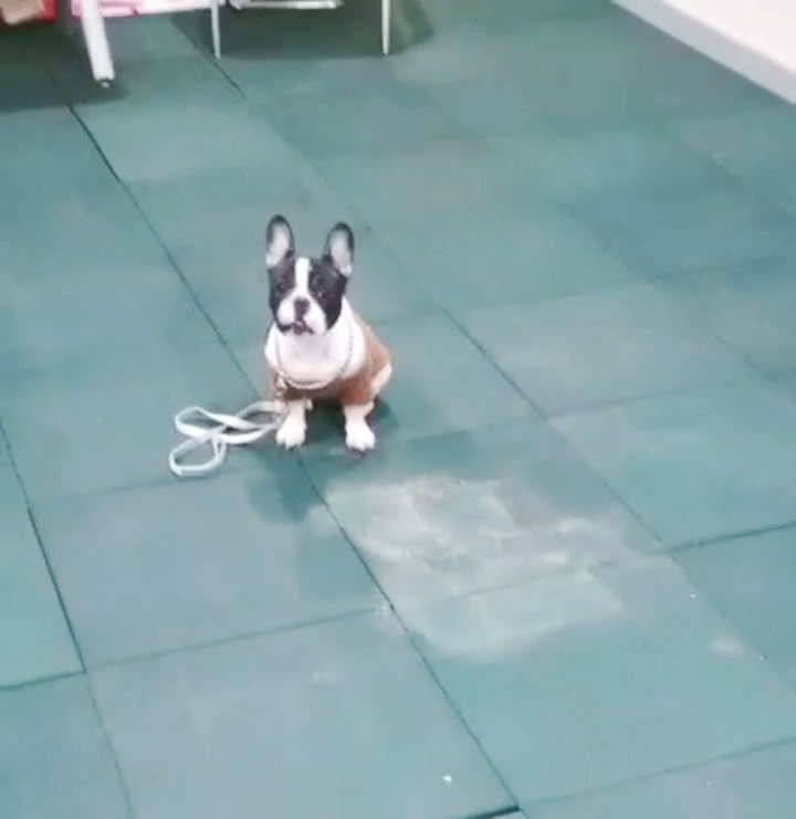 法斗犬胆小敏感