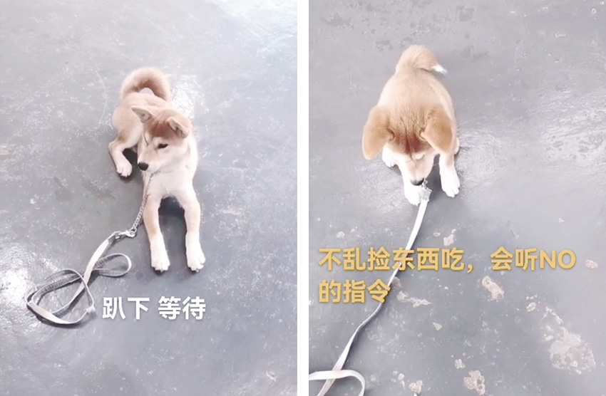 柴犬定点厕所训练