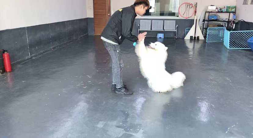 萨摩耶激动扑人怎么办？专业训犬中心代您纠正狗狗坏毛病