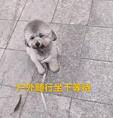 1岁贵宾犬定点便盆训练