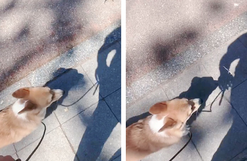 柯基乱拉怎么训练狗狗