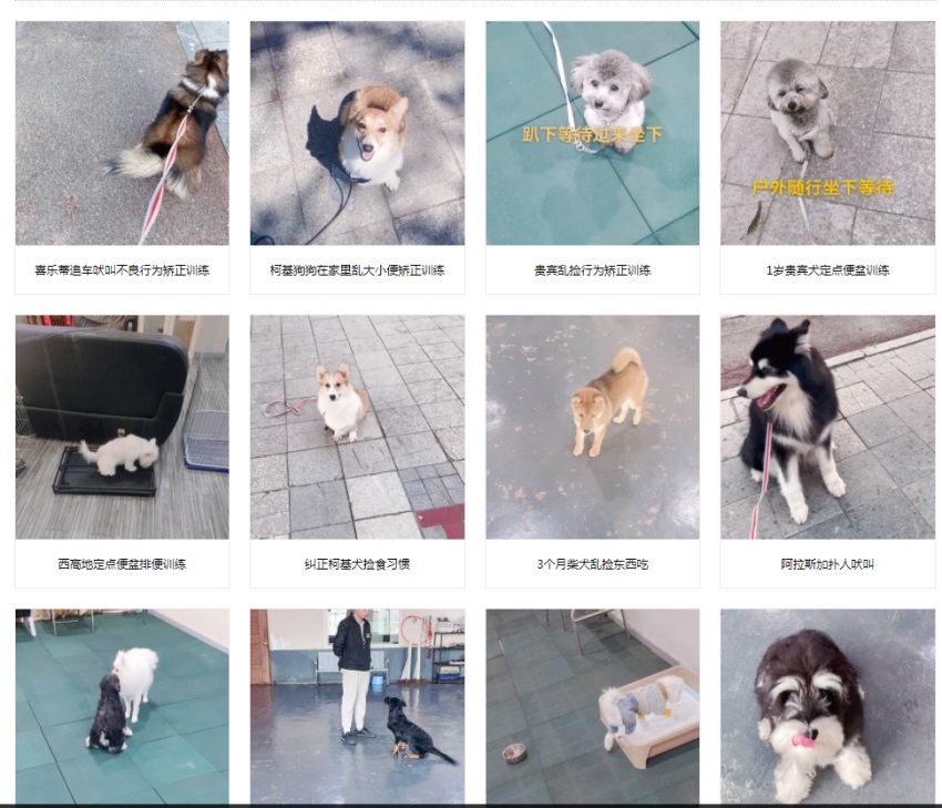 柯基犬乱拉怎么办