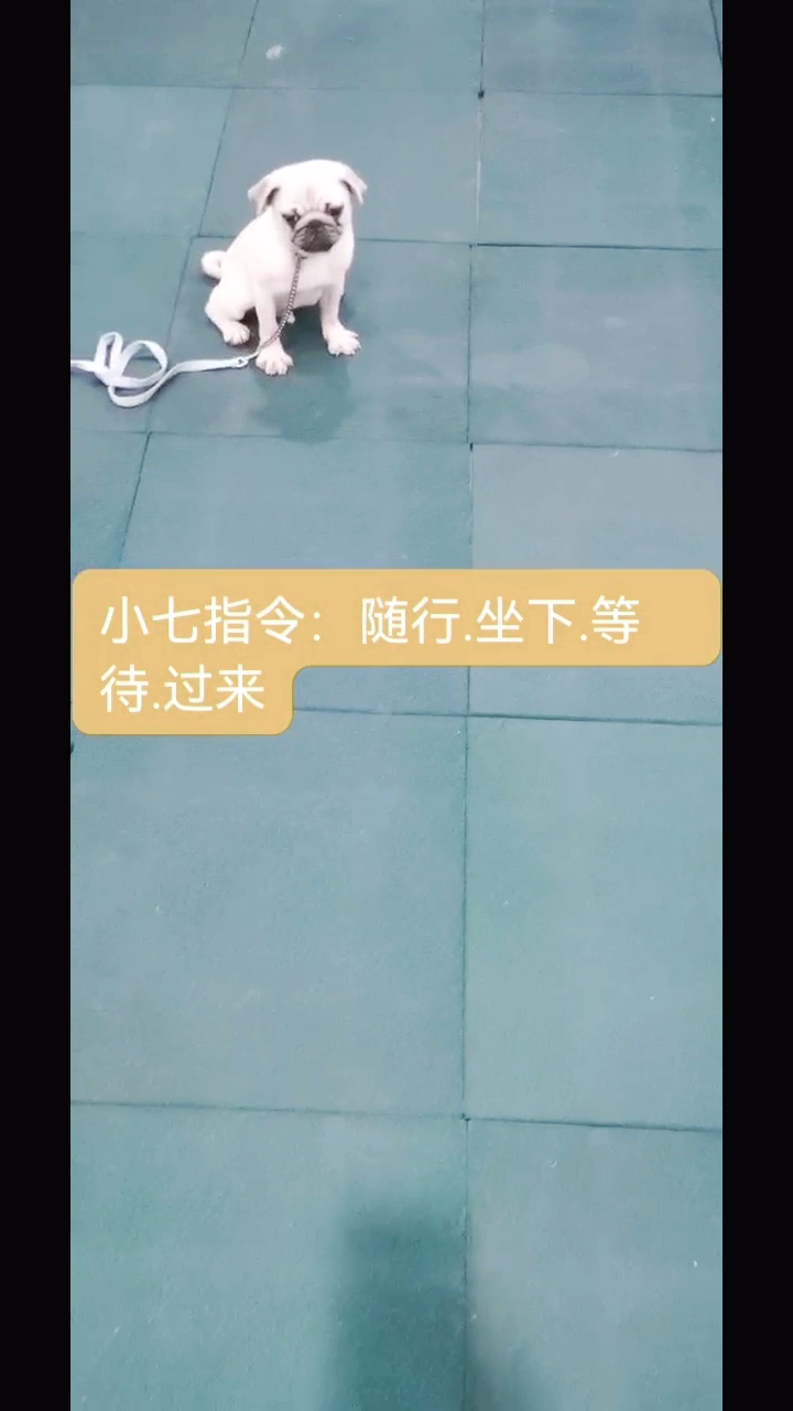 怎么训练八哥犬定点上厕所