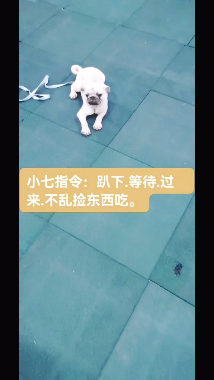 怎么教八哥犬定点上厕所