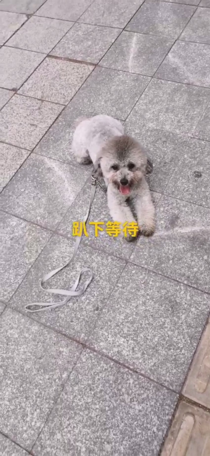 贵宾狗狗乱拉怎么办