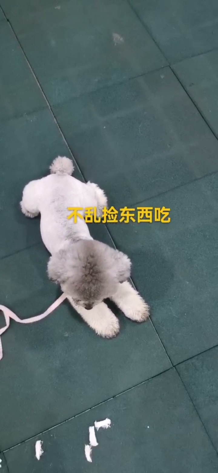 贵宾乱大小便怎么训练
