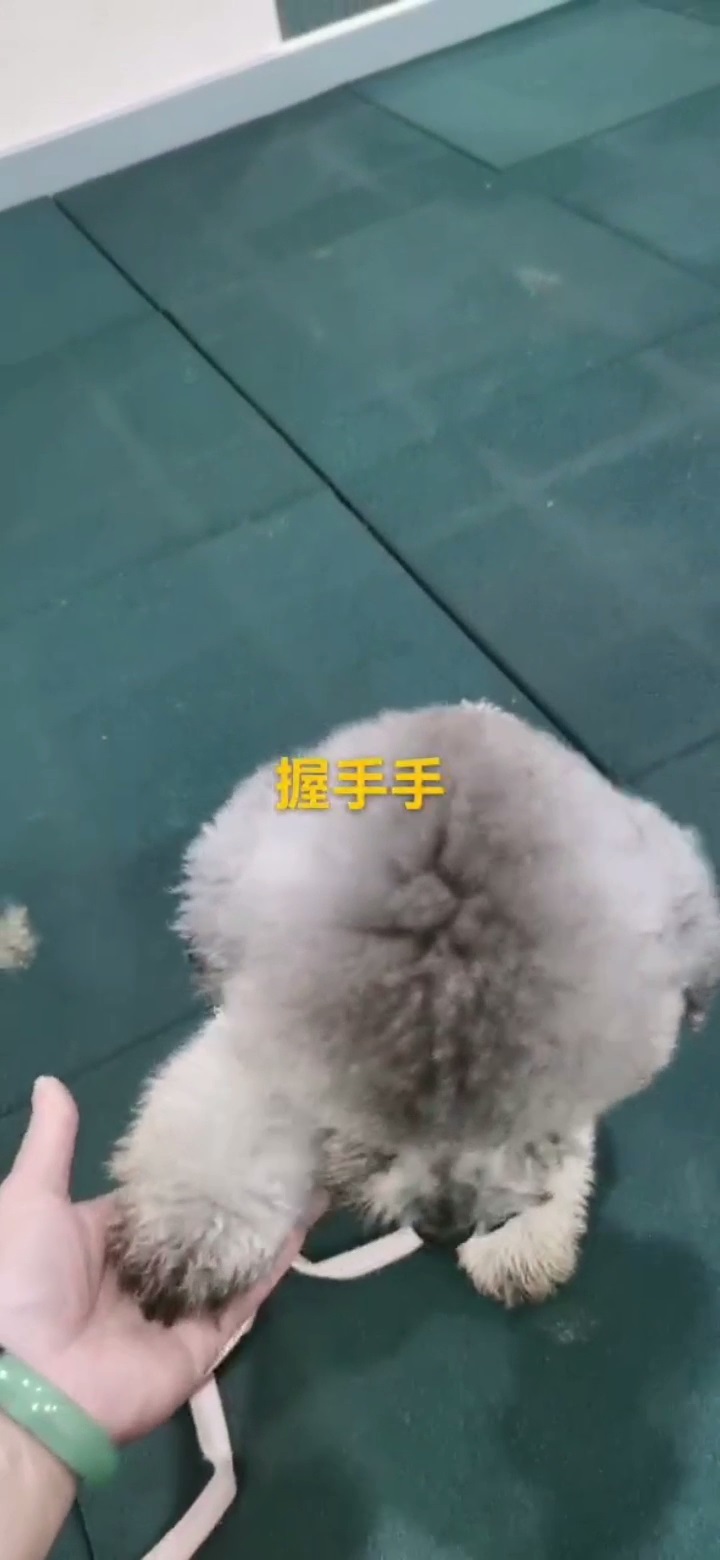 贵宾定点大小便训练