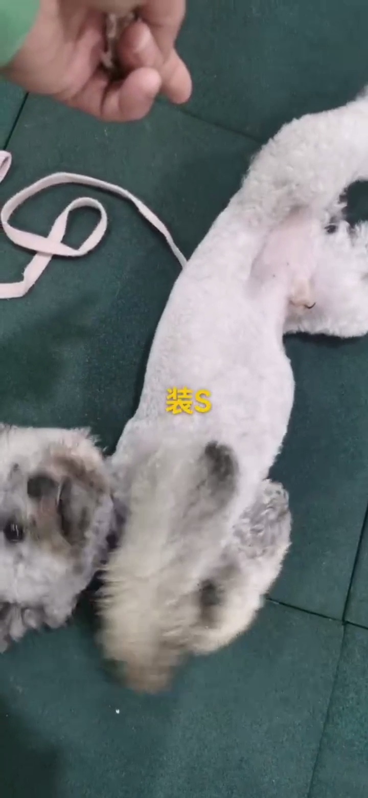 贵宾大小便定点训练