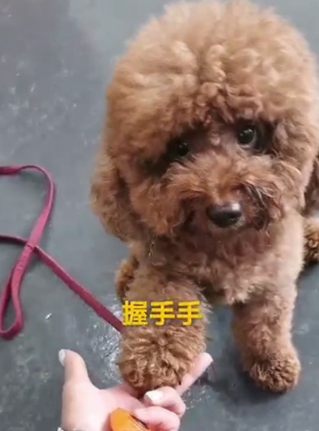 贵宾犬咬人怎么训练