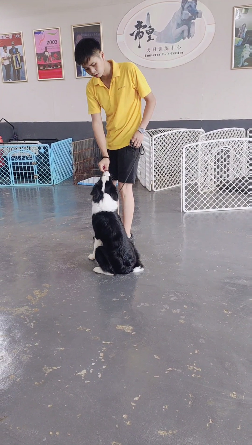 边牧爱追车怎么办