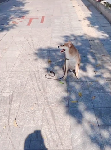 2岁成年柴犬训练案例