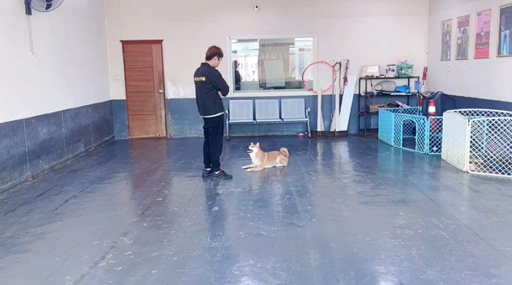 纠正柴犬狗狗的打架行为