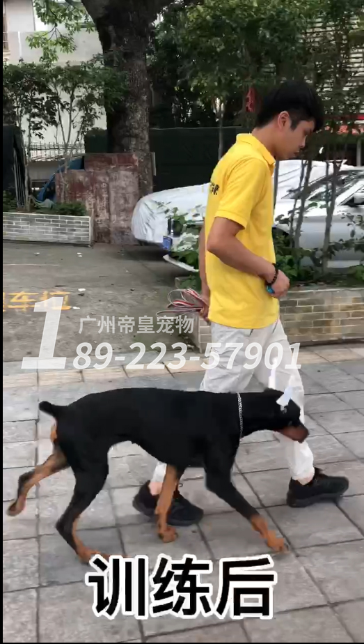 训练后杜宾犬可以无绳随行