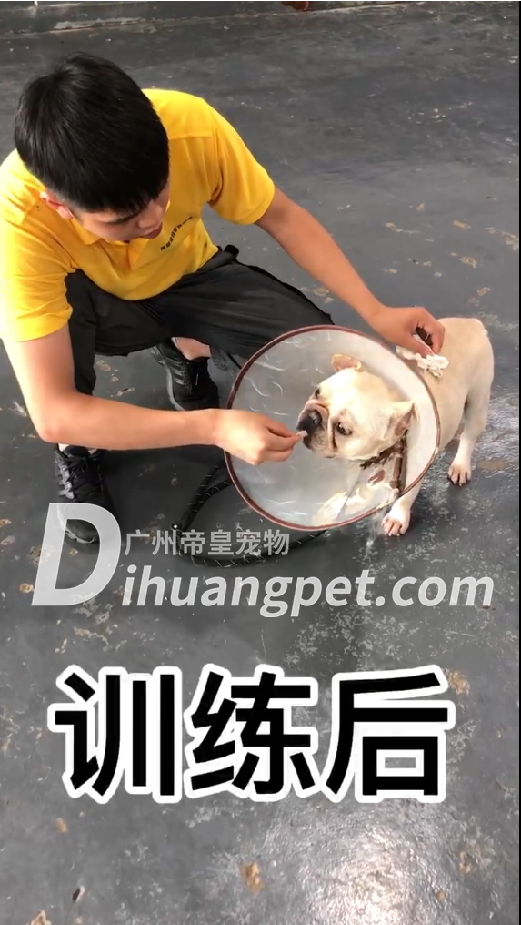 通过45天的纠正训练，让狗狗变乖，不再咬人