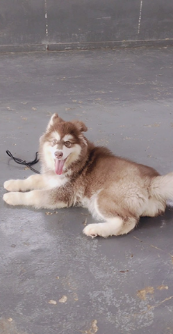 训练阿拉斯加犬不乱咬