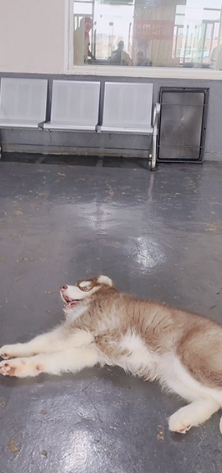 现在狗狗很乖很听话