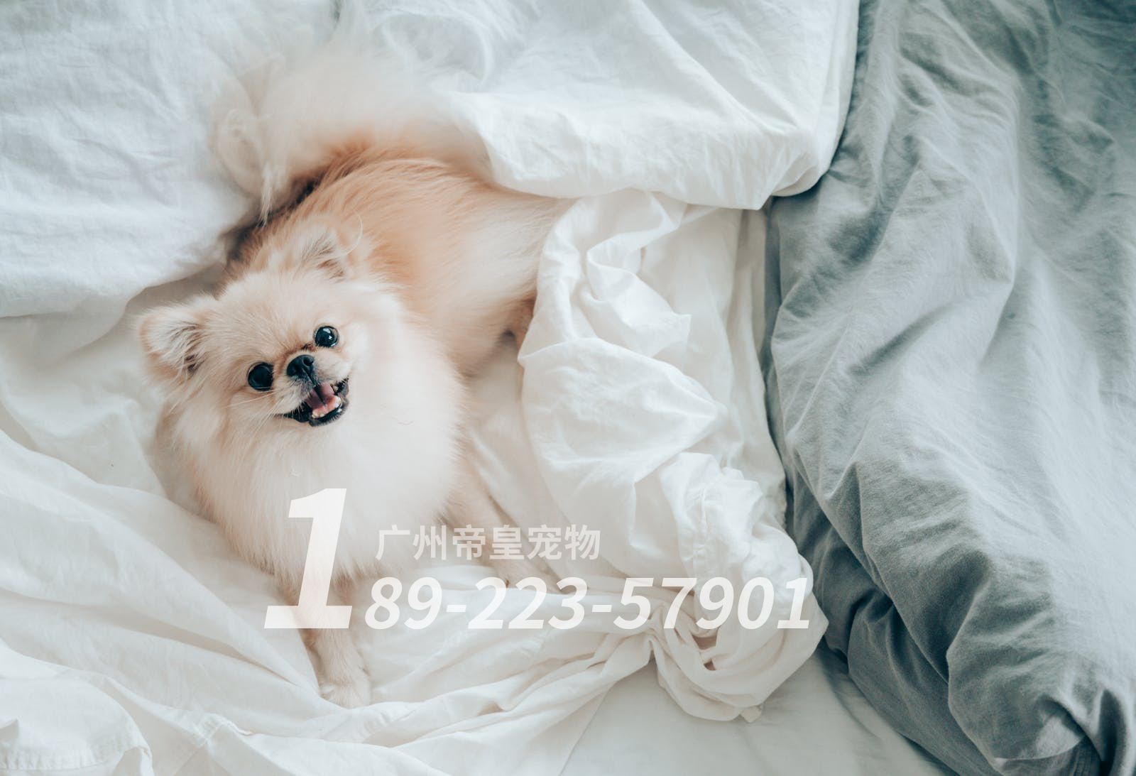 当狗狗有护食咬人行为时一定要重视