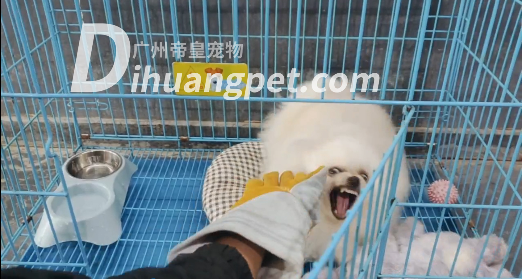 狗是一种有明显领地意识的动物