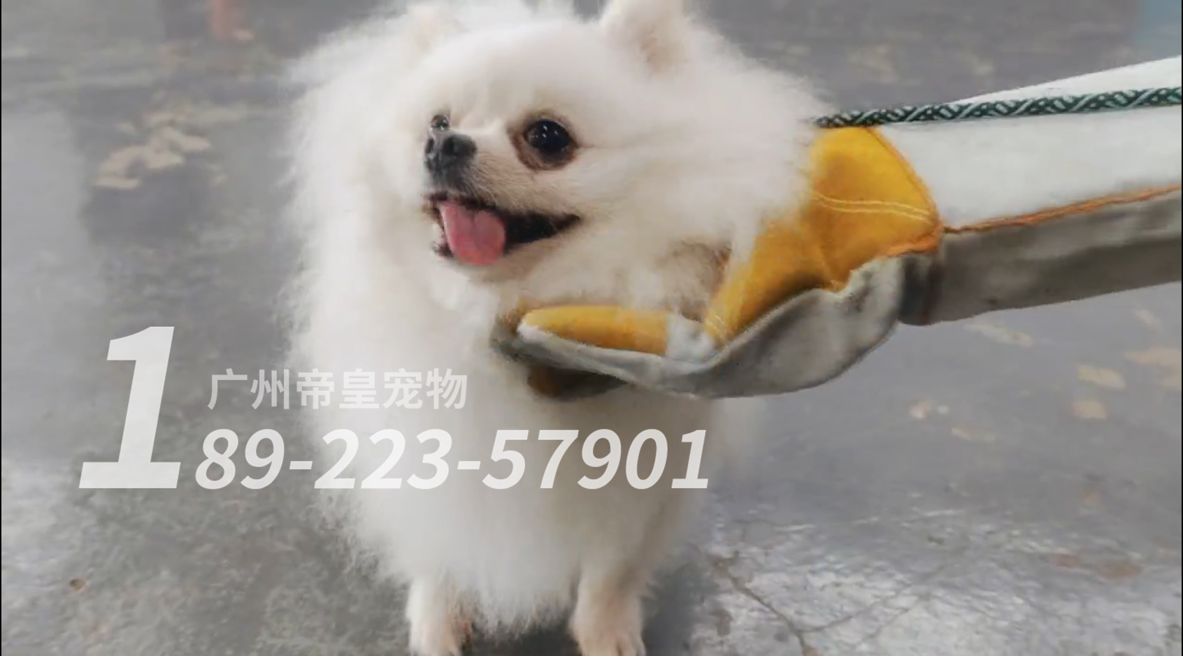 训犬D套餐“综合全面训练”课程